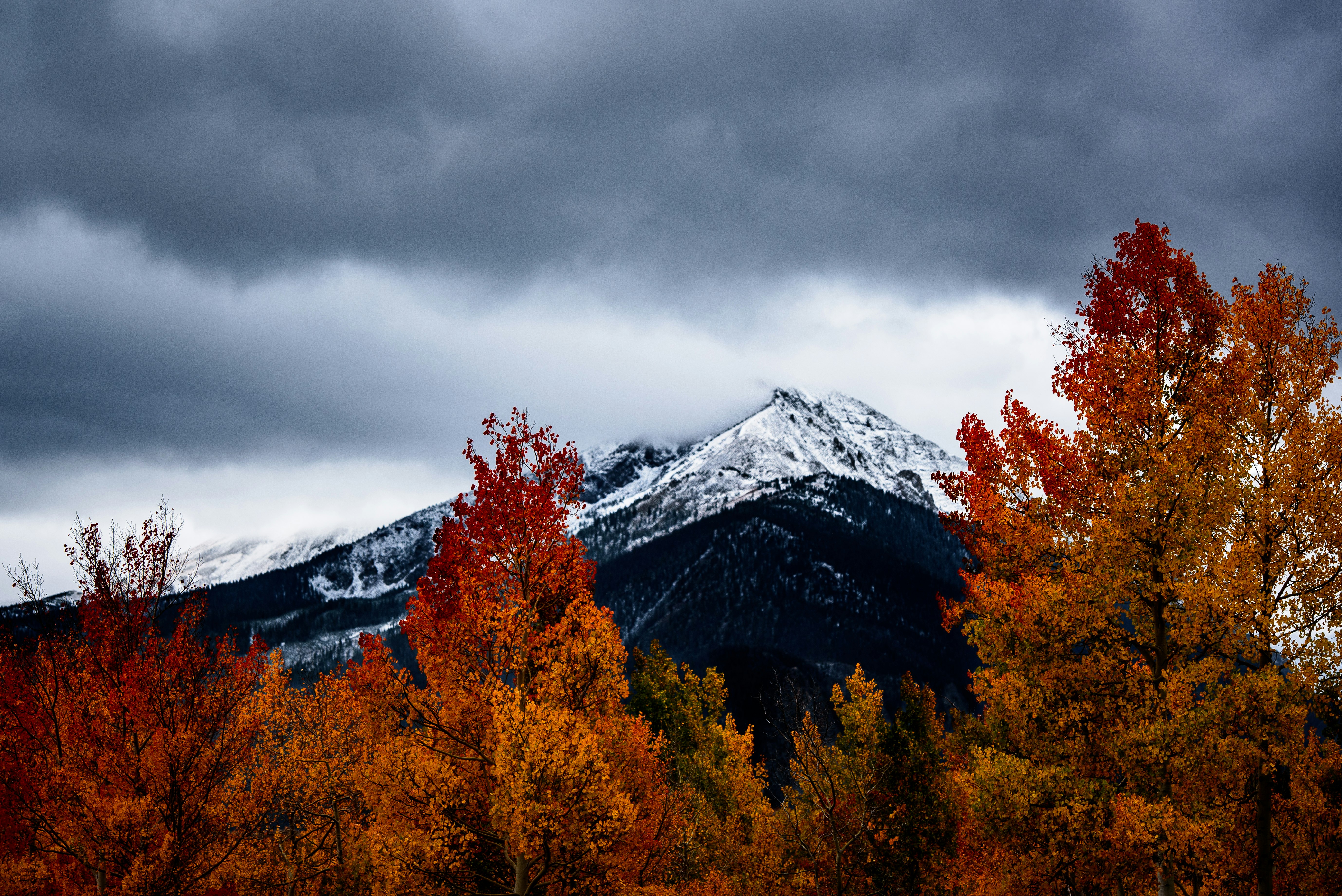 withering trees near snow-covered mountains